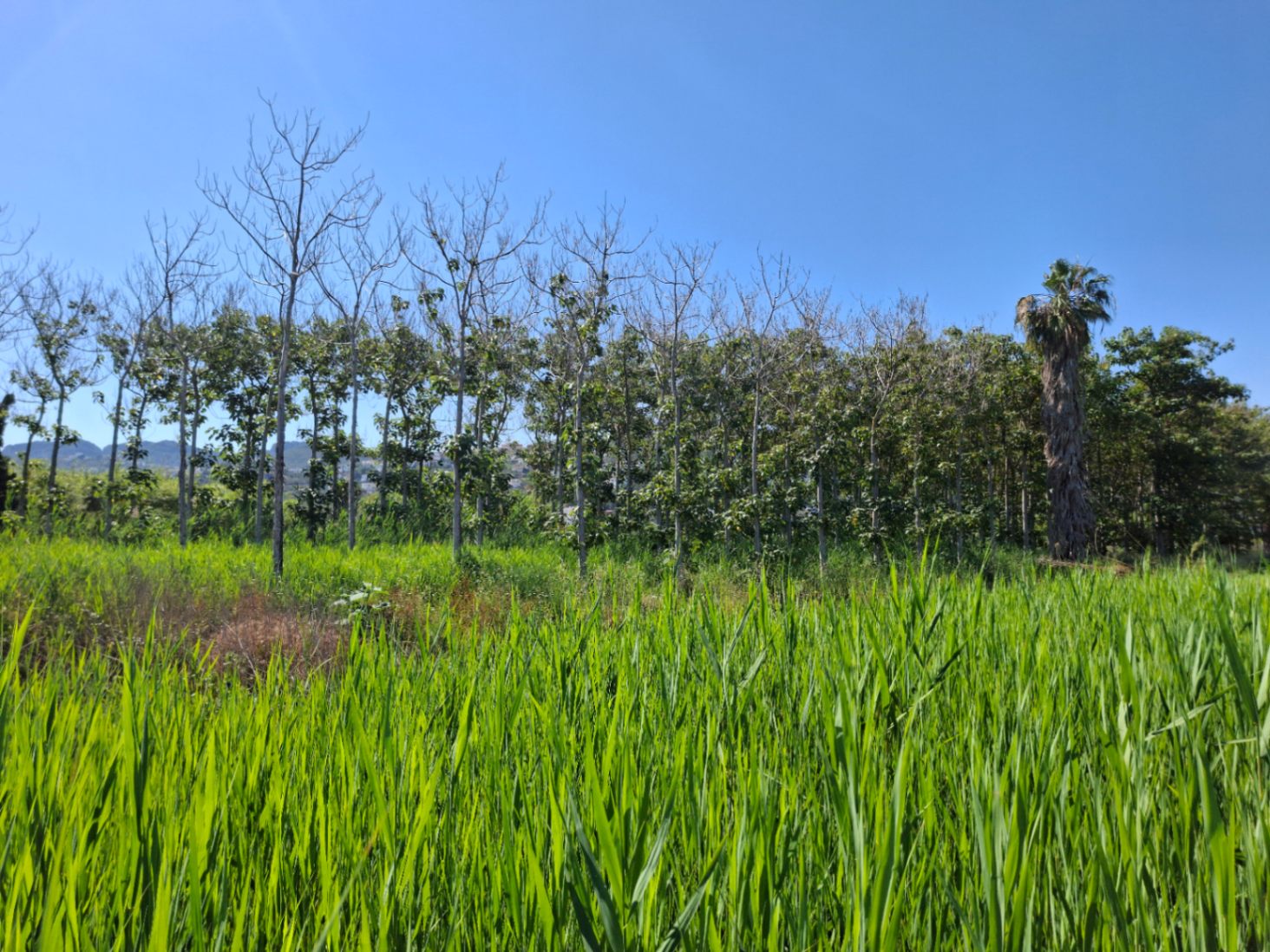 7,000 m² Plot in Pego
